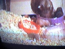 Elephant the hamster