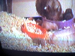 Elephant the hamster