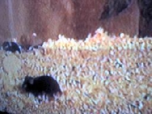 The hamster babies...