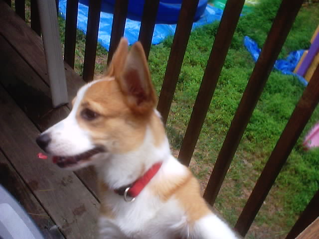 FiFi sideways