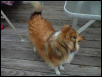 My Sheltie Goldie