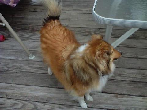 My Sheltie Goldie