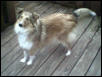 Goldie - My Shetland Sheepdog