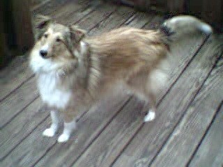 Goldie - My Shetland Sheepdog