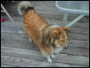 Goldie a shetland sheepdog