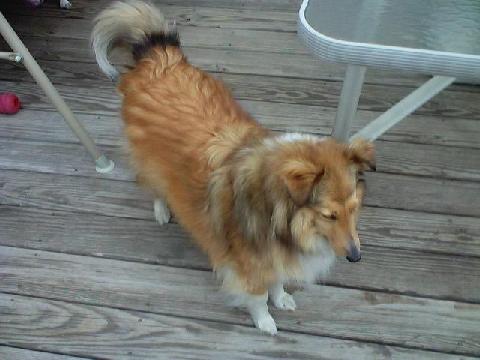 Goldie a shetland sheepdog