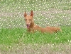 Nefer in the pasture grass