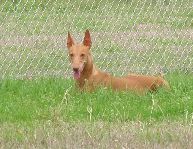 Nefer in the pasture grass