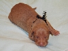 Black String Boy at One Week Old