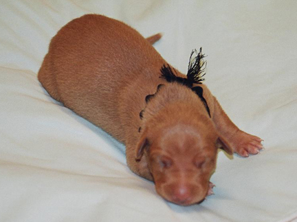 Black String Boy at One Week Old