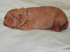 Blue String Boy at One Week Old
