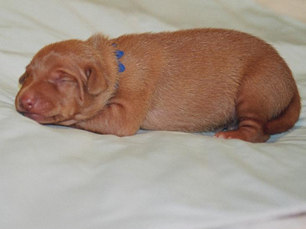 Blue String Boy at One Week Old