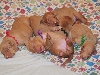 One week old - Icey's pups