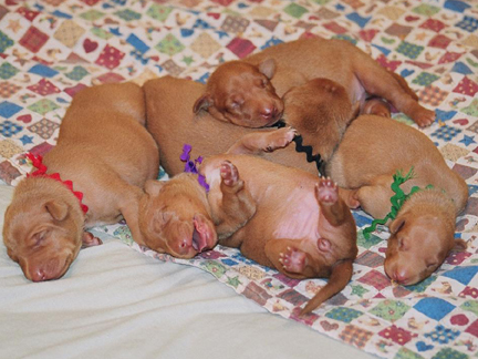 One week old - Icey's pups