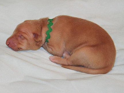 Green String Girl at One Week Old