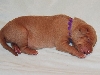 Purple String Girl at One Week Old