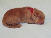 Red String Boy - One Week Old