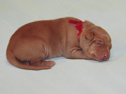 Red String Boy - One Week Old