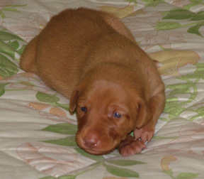 Two Weeks Old