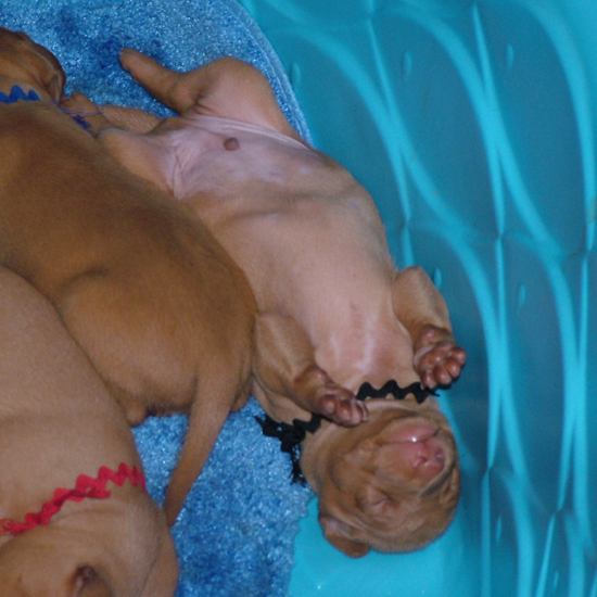 Laid-back like momma Icey?