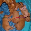 Rebel-Icey pups at 2 weeks old!