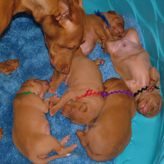 Rebel-Icey pups at 2 weeks old!
