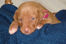Kisamie' at 17 days old