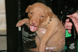 Coffee, tea or me?!