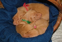 Pups in a Basket