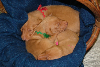 Pups in a Basket