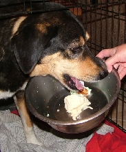 "Old lady" Artemis gets a treat, too