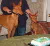 happy 2nd b-day, armani & kisamie!