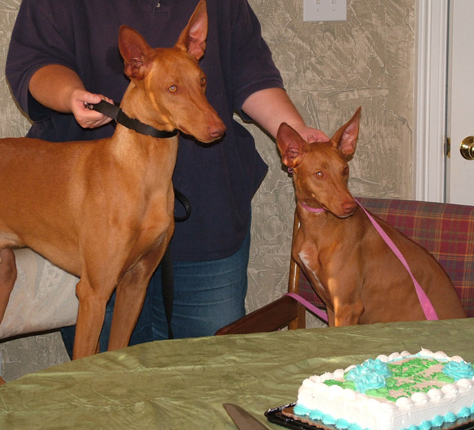 happy 2nd b-day, armani & kisamie!