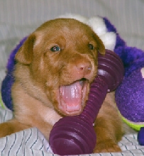 Purple Boy and his toy
