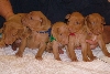 Rebel-Icey pups at 20 days old