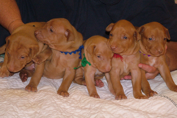 Rebel-Icey pups at 20 days old