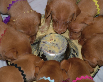 Feedin' Time!