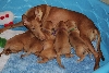 Icey and Pups at almost 4 weeks