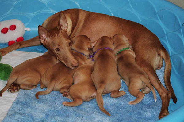 Icey and Pups at almost 4 weeks