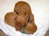 Icey's first two pups!