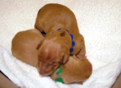 Icey's first two pups!