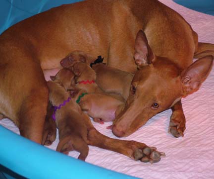 Icey and her puppies