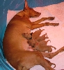 Another look at the pups with momma Icey