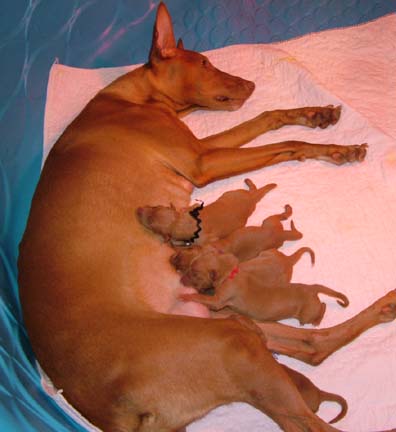 Another look at the pups with momma Icey