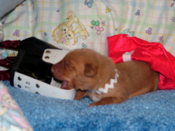 Future lure courser like mom?