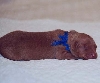 Blue String Boy