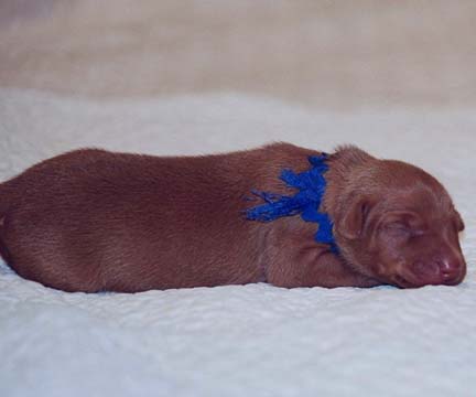 Blue String Boy