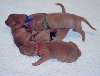 Pharaoh Scrum!