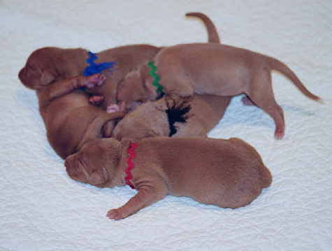 Pharaoh Scrum!