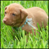 Pup in Grass